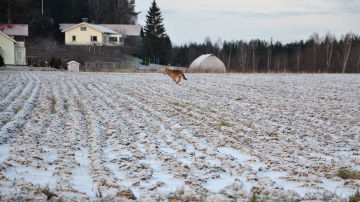 Wolf running across a field.