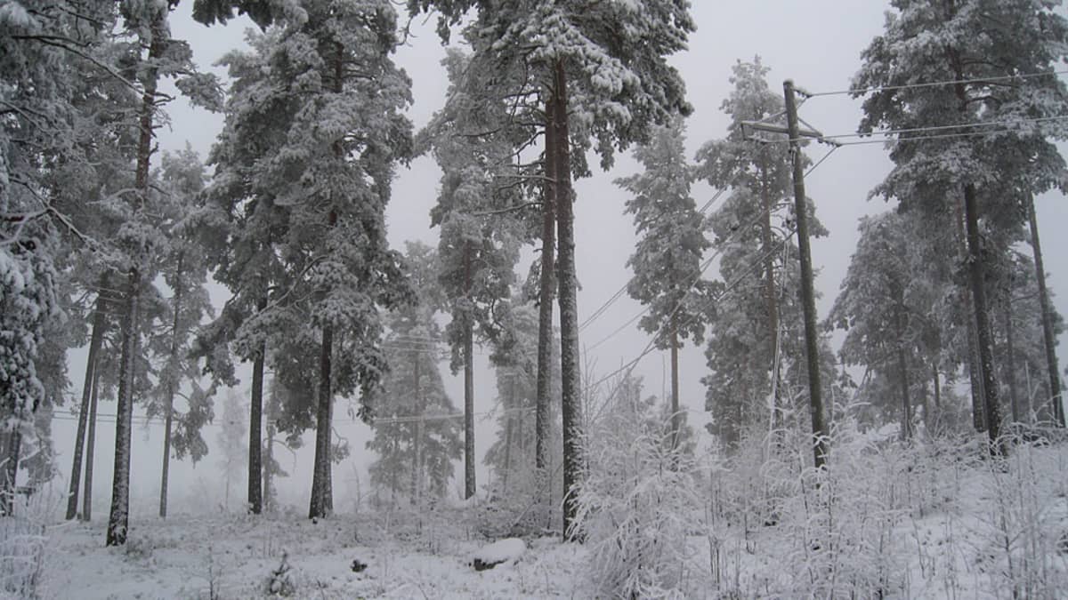 Luminen metsäkuva