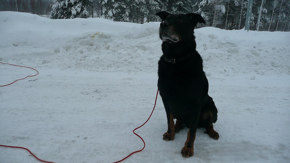 piki-vainuaa-vaikka-silm-lasit-yle-uutiset