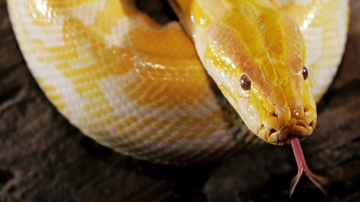 Albiino burmanpyton (Python molurus bivittatus) esillä matelijanäyttelyssä Kuala Lumpurissa maaliskuussa 2004.