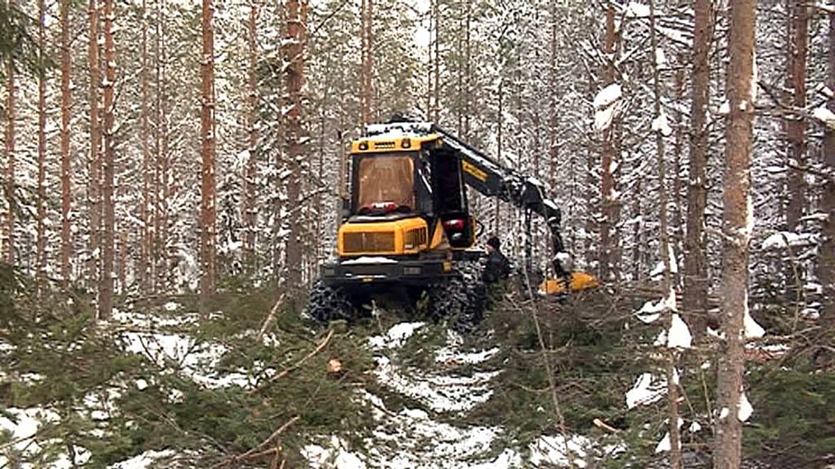 Oulun kaupunki on harventanut Sanginjoen ulkometsän metsätalousalueella nuorta metsää. Isokankaan metsäpuistossa ei ole hakattu, vaikka 1980-luvulla hyväksytyt rauhoitusmääräykset sen sallisivat.