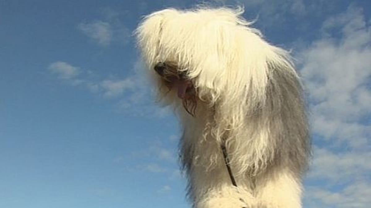 2000 koiraa juhannuksena Rovaniemelle | Yle Uutiset