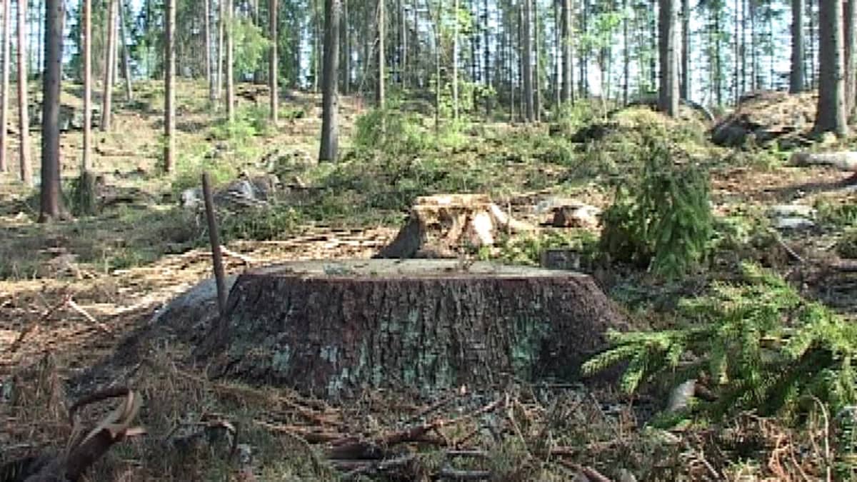 Metsänomistajat eivät halua omaisuuttaan julkiseksi | Yle Uutiset