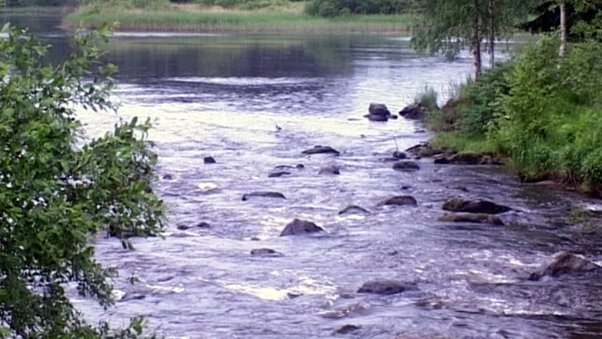 Hiitolanjoki on merkittävä Laatokan järvilohen lisääntymisjoki. 