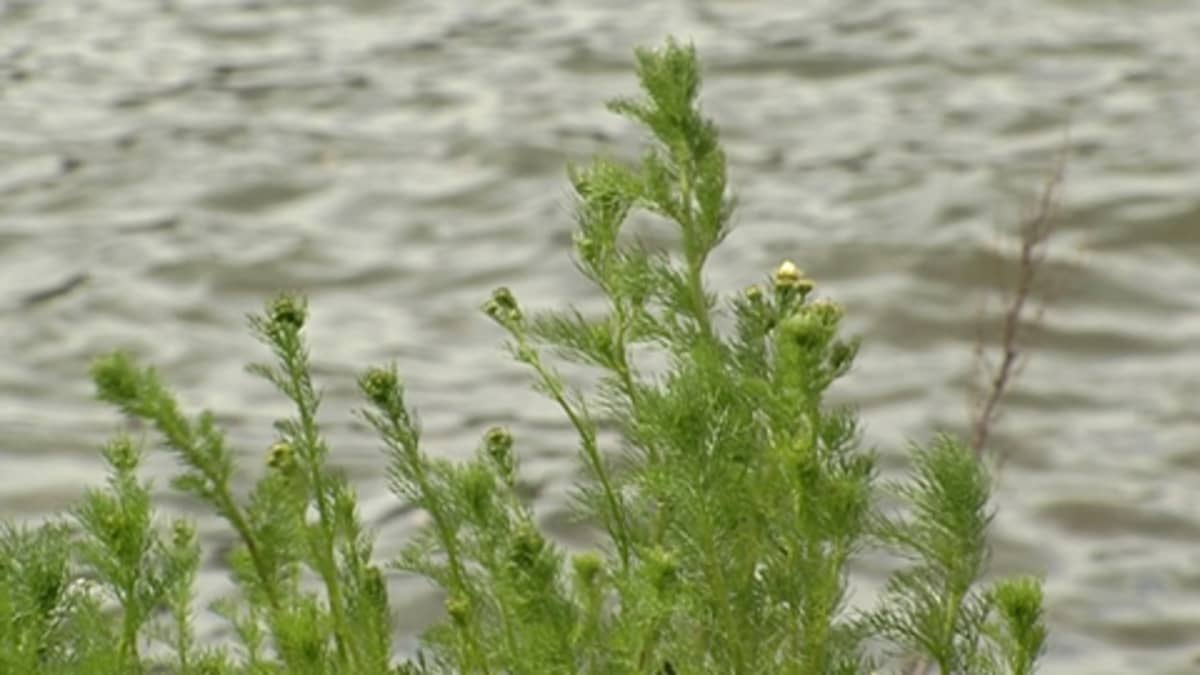 Juhannuksen onnettomuuksissa viisi kuollutta | Yle Uutiset