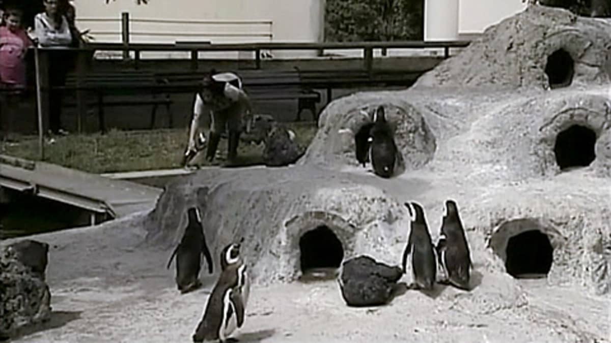 Pingviineja San Fransiscon eläintarhassa