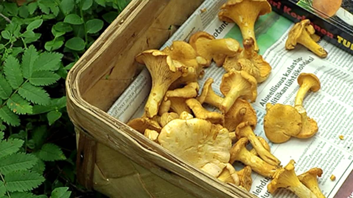 Kanttarelleja sienestyskorissa.