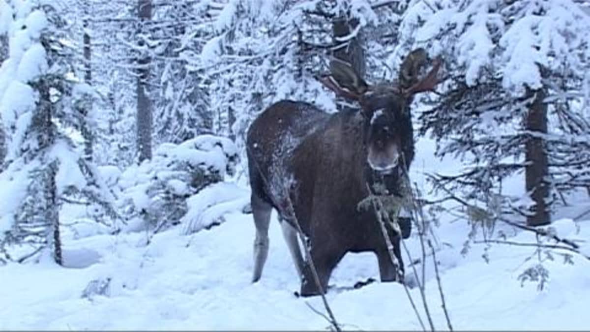 Hirvi.