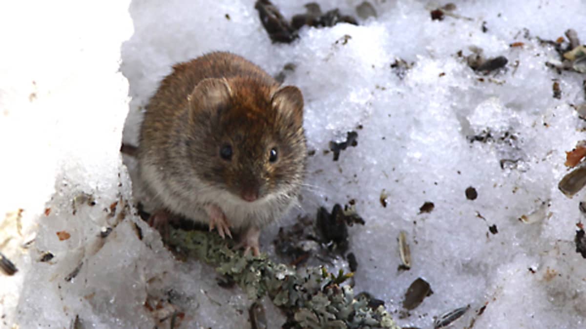 Lemmekäs talvi voi koitua metsämyyrän keväiseksi tuhoksi | Yle Uutiset