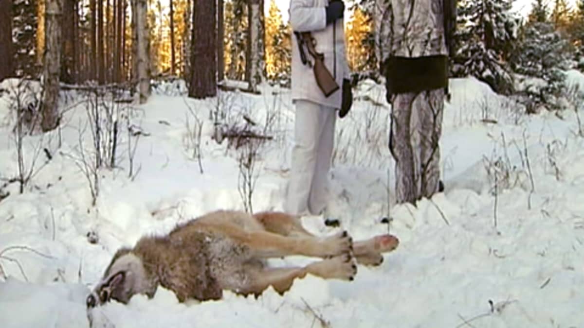 Kuollut susi makaa metsästäjien jalkojen juuressa Ruotsin Värmlandissa.