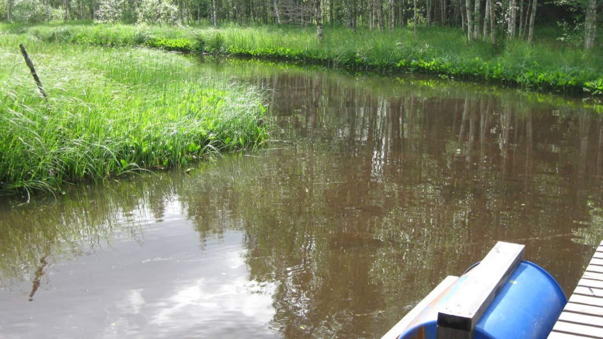 Ruskea vettä Jukajoessa.