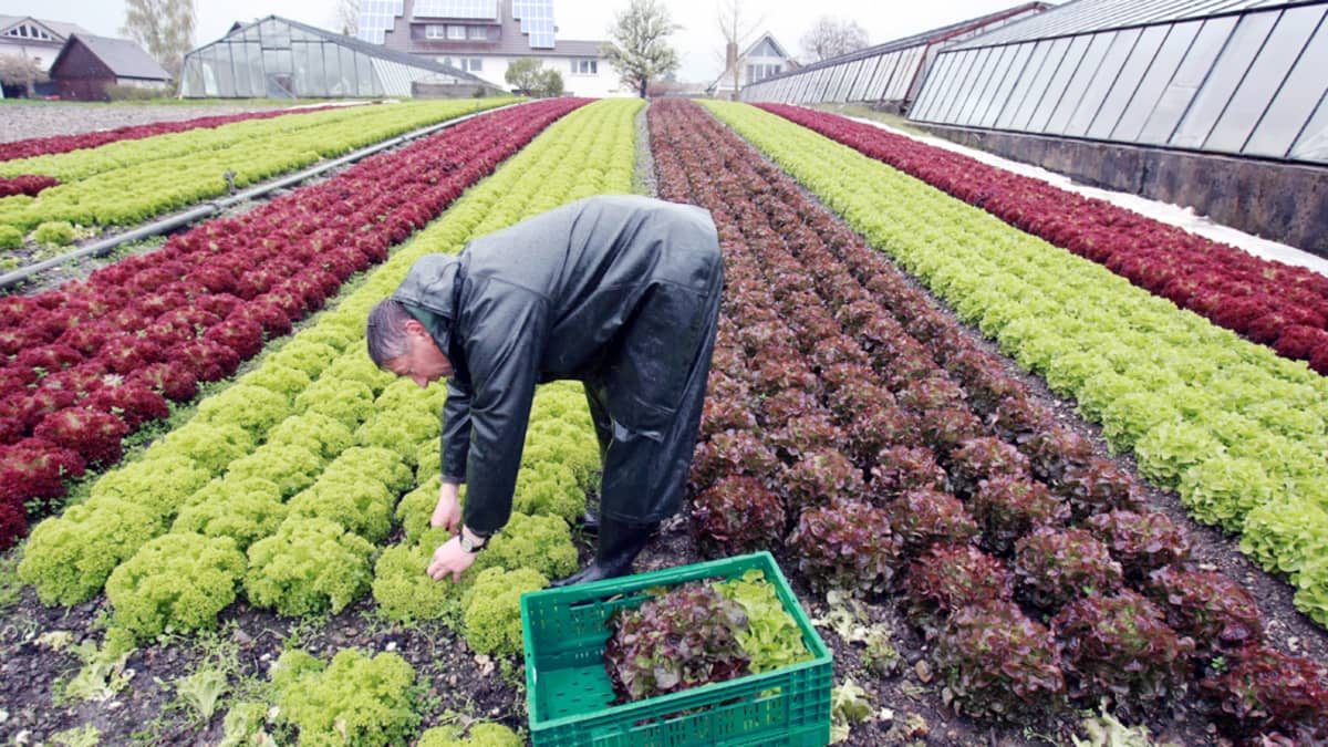 Saksalainen maanviljelijä harventaa salaattipenkkiä Reichenaussa.