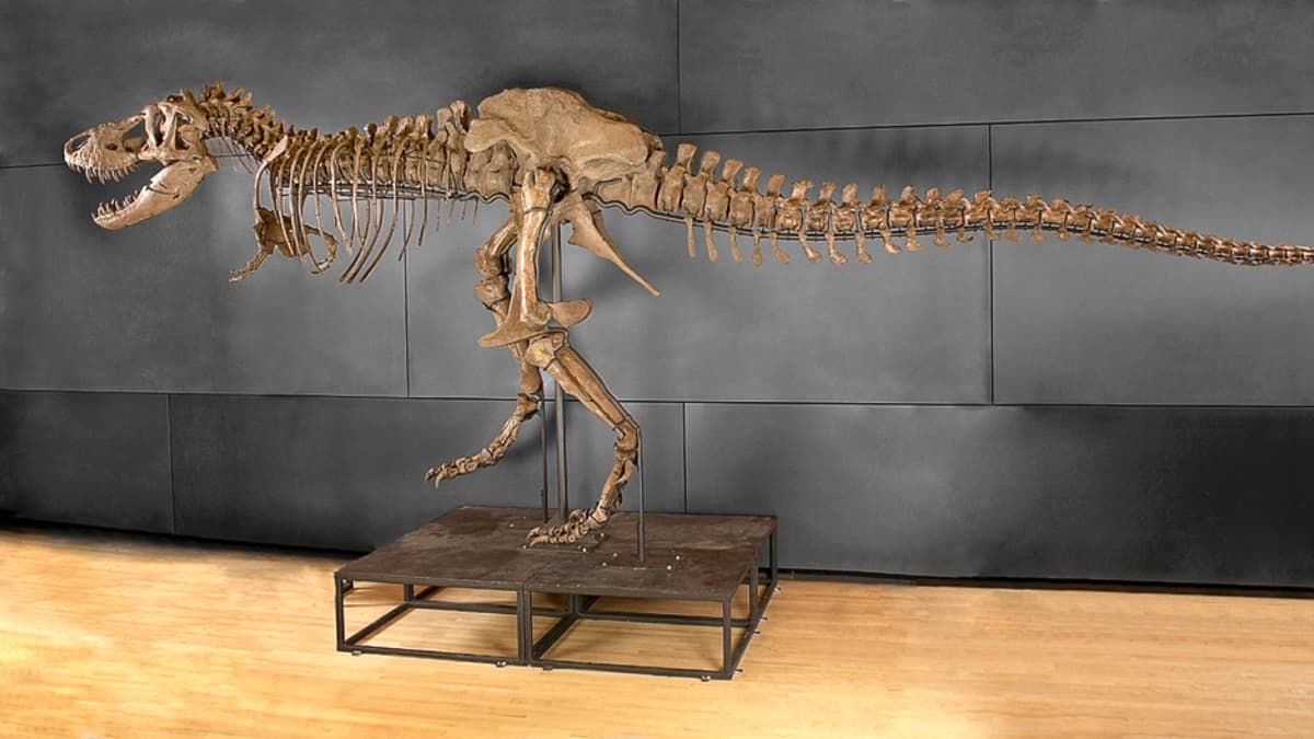 Tyrannosaurus rexin luuranko