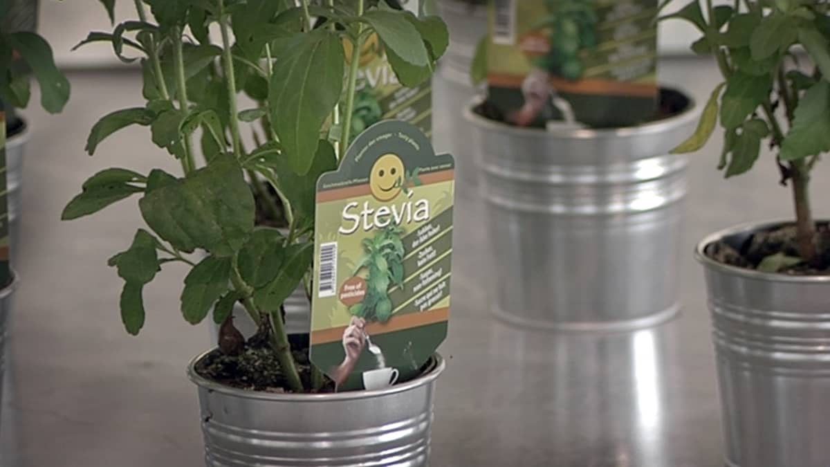 Stevia-kasvi