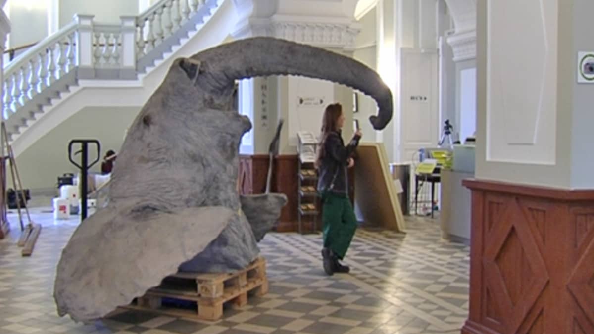 Elmeri palaa Luonnontieteelliseen museoon | Yle Uutiset