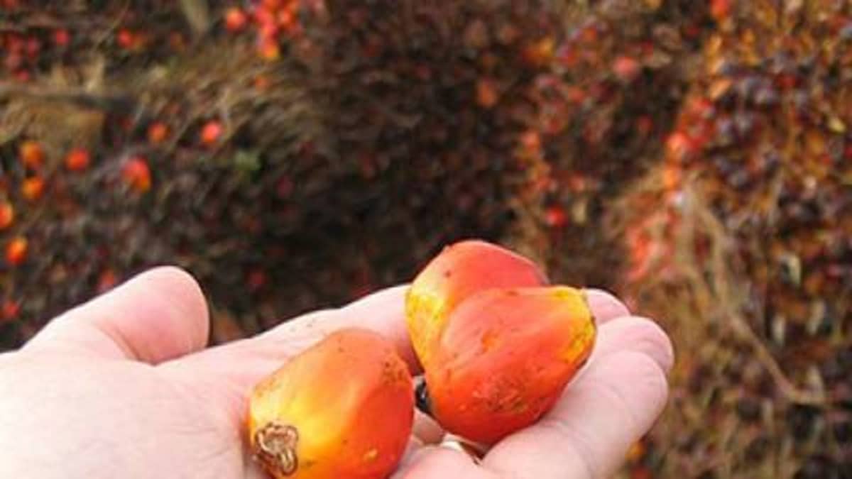 HKL ei luovu palmuöljystä | Yle Uutiset