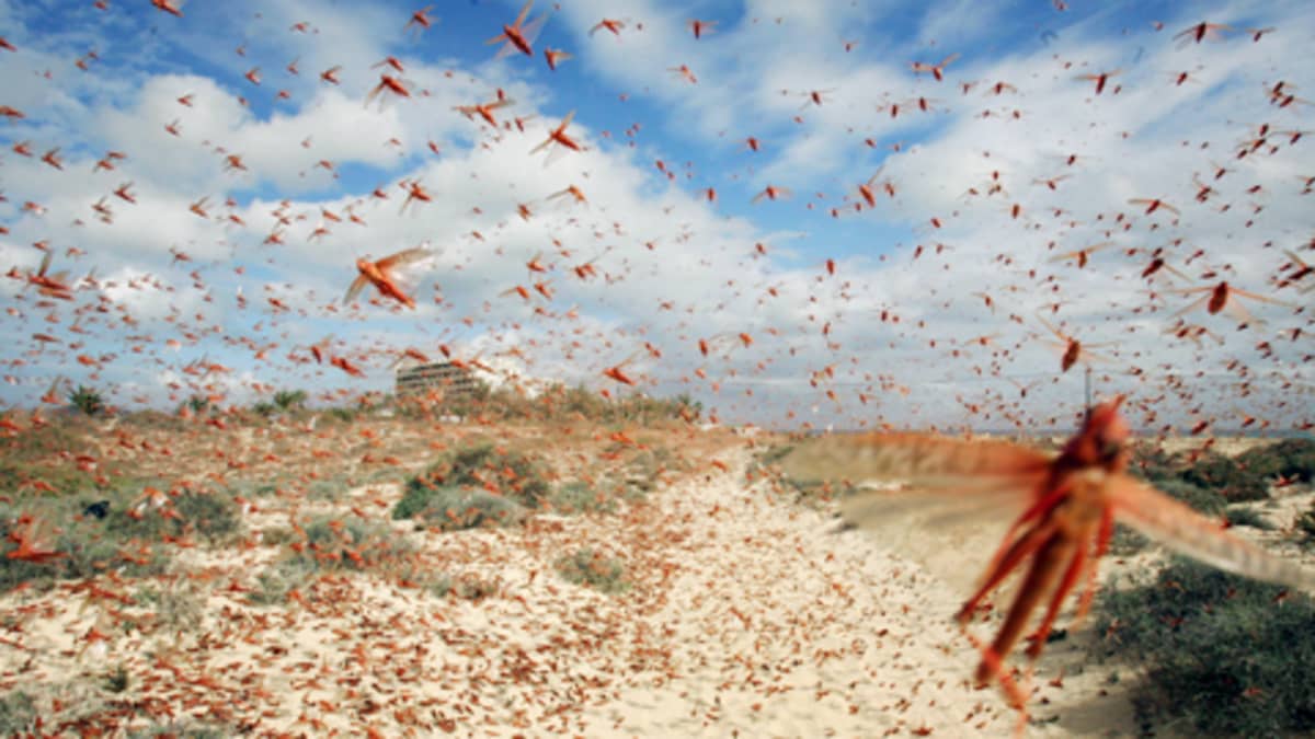Tuhansittain heinäsirkkoja lentää parvessa Kanariansaarilla.