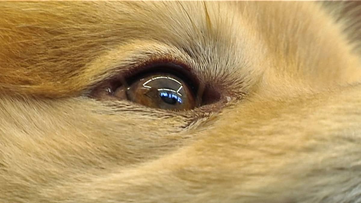 Koiran silmä