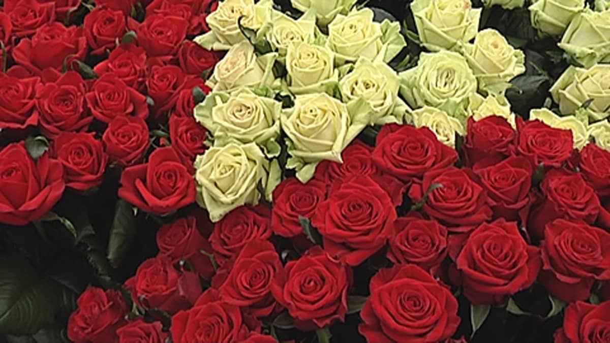 Punaisia ja valkoisia ruusuja.