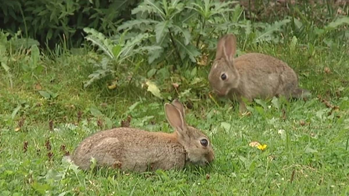 Fewer City Bunnies Due to Rabbit Hunting | News | Yle Uutiset