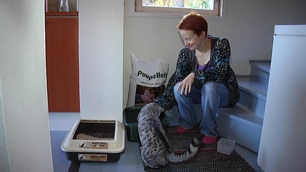 Kissanhiekkaa kuluu kahden kissan taloudessa paljon. Anu Syrjänen on yrittänyt useasti totuttaa kissojaan puupelletteihin.