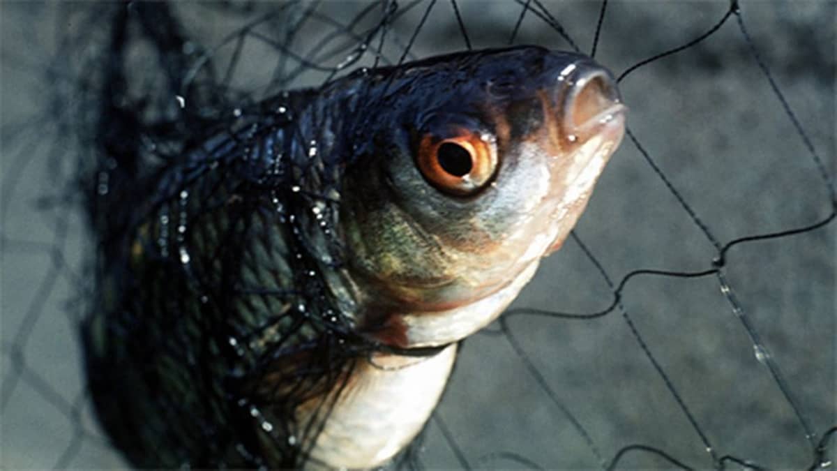 Vapaa-ajan kalastajat: Verkkokalastus turvattava Suomessa | Yle Uutiset