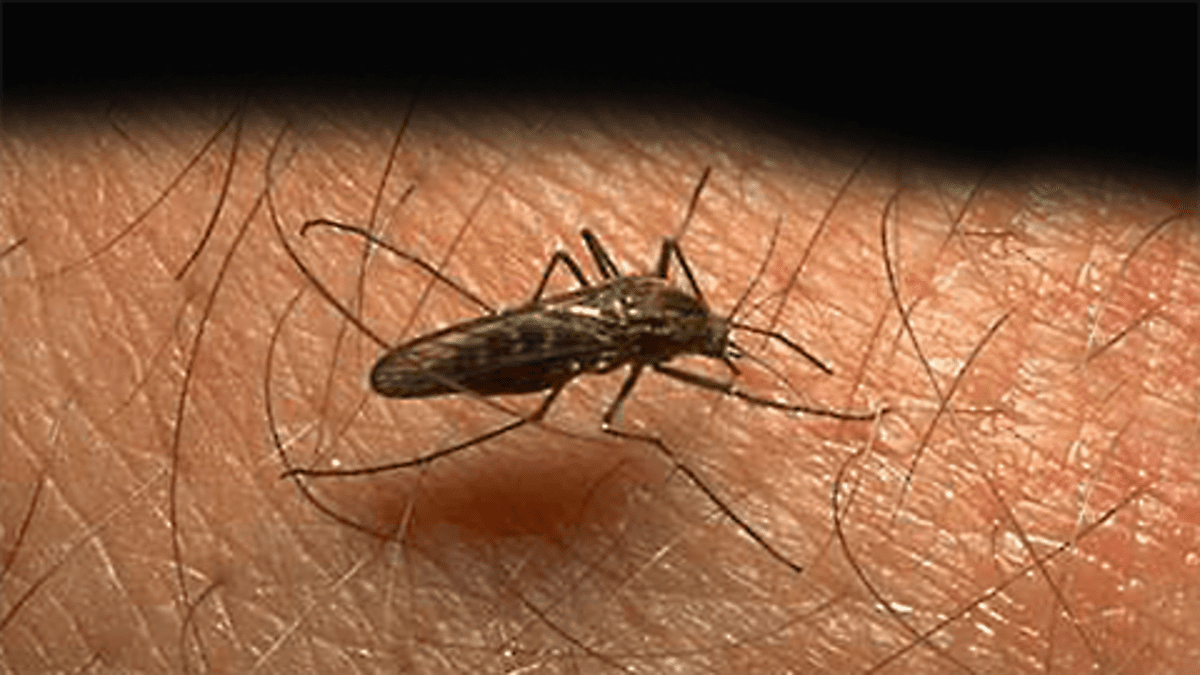 Malariaa levittävää hämäräaktiivista ja äänetöntä horkkahyttystä eli malariasääskeä on Suomessa kolmea eri lajia.