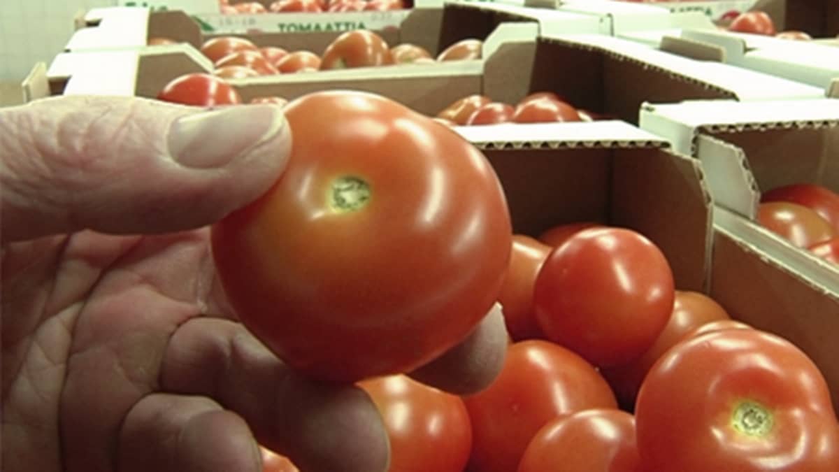 Käsi pitelee tomaattia, taustalla näkyy useita laatikollisia tomaatteja.