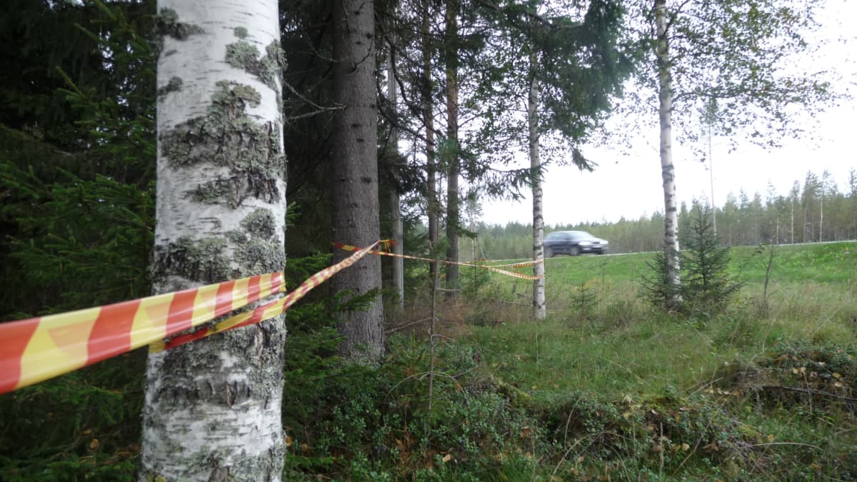 Hirvinauhaa tien varrella.