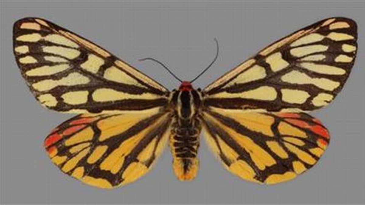 Harvinainen perhoslaji löydetty Kuhmosta | Yle Uutiset