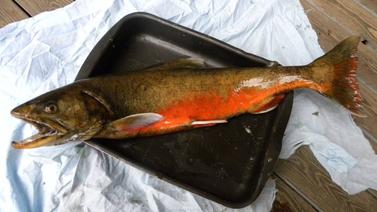 Kuollutkin saimaannieriä pitää jättää veteen – uusi säännös koskee myös  kaikkia alamittaisia kaloja | Yle Uutiset