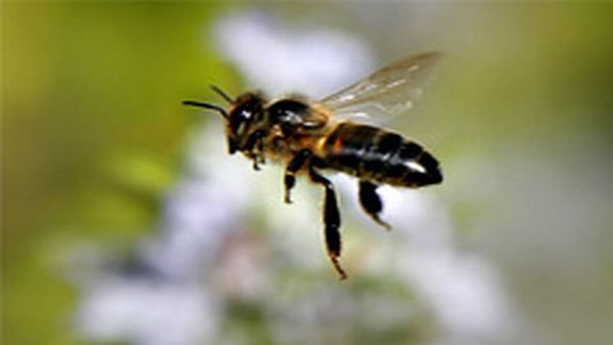 Mehiläishoitajat ahtaalla Etelä-Savossa | Yle Uutiset