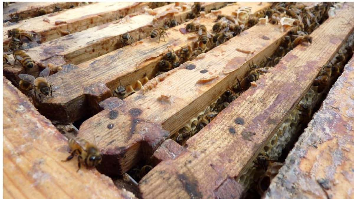 Mehiläisiä ryömii mehiläistarhassa pesän ja hunajakennoston päällä.