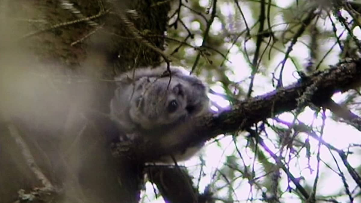 Liito-orava kansallispuistossa.