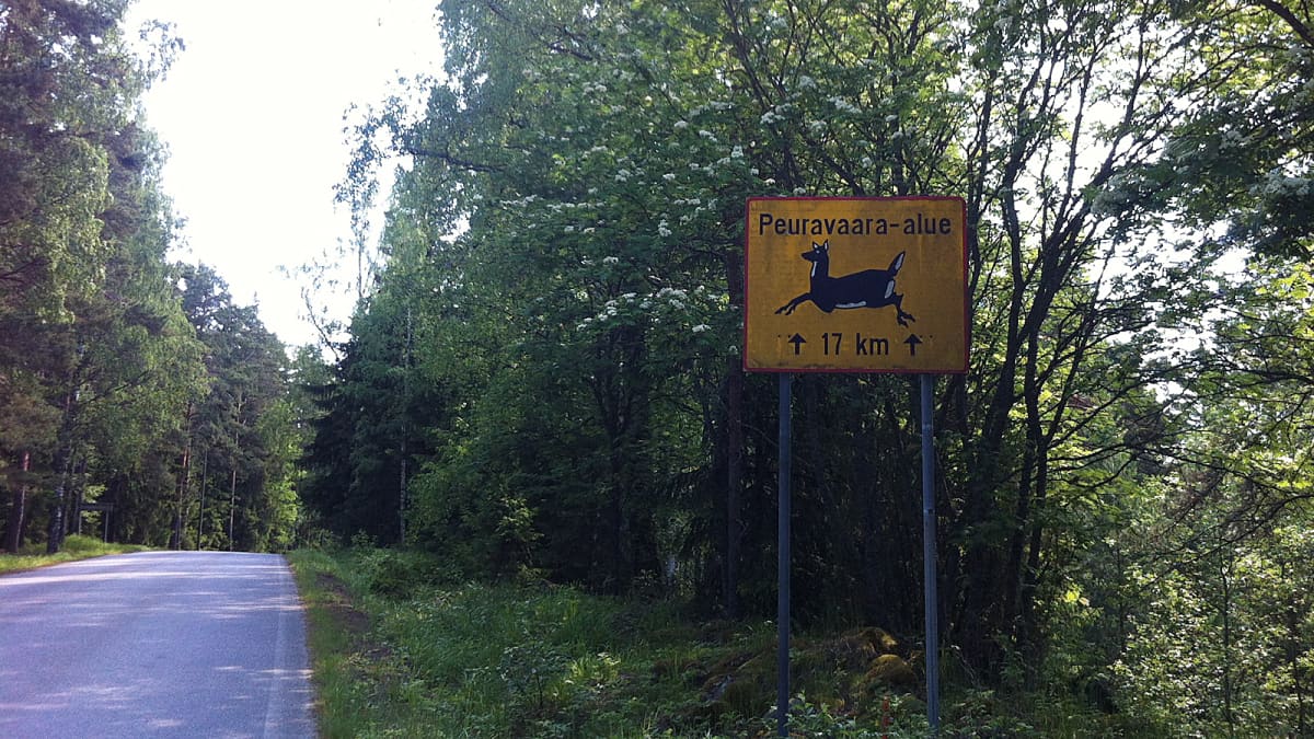 Lukuisia peurakolareita Pirkanmaalla – varoitusmerkki ei ole tienposkessa  suotta | Yle Uutiset