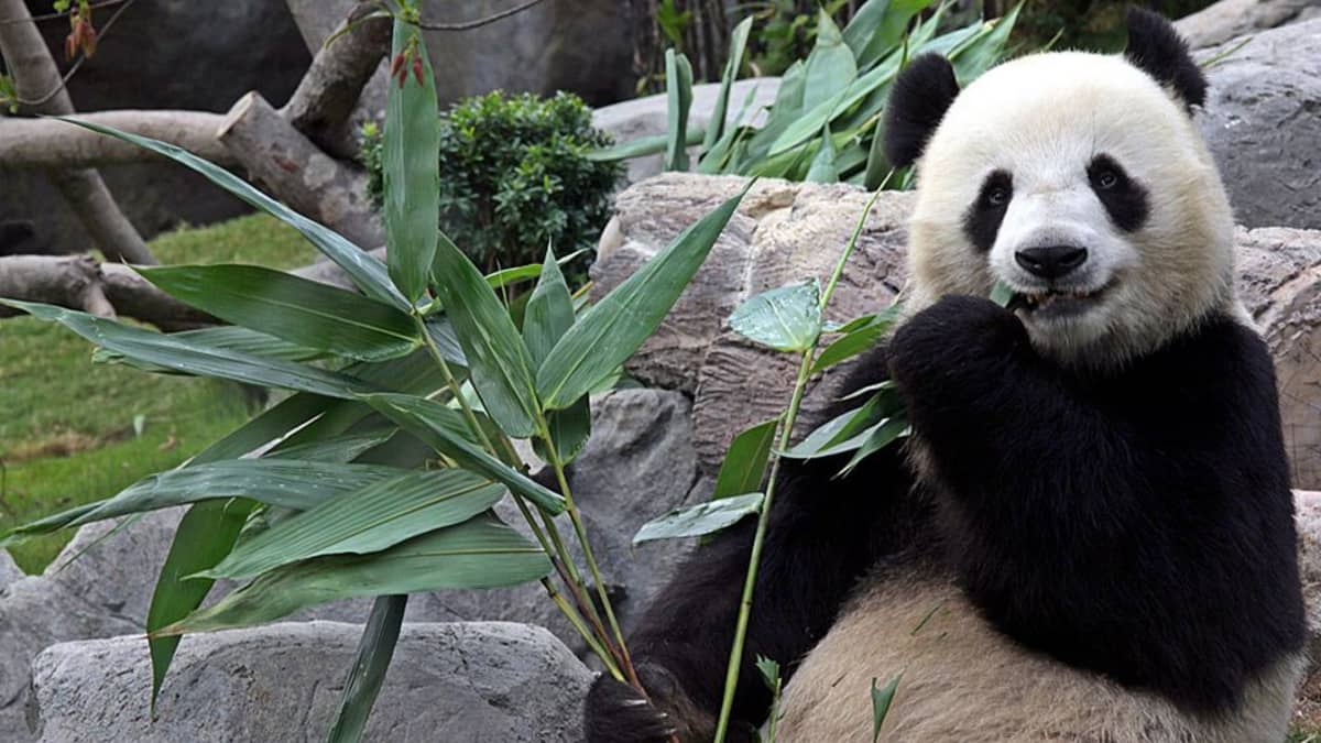 Panda syö bambua eläintarhassa.