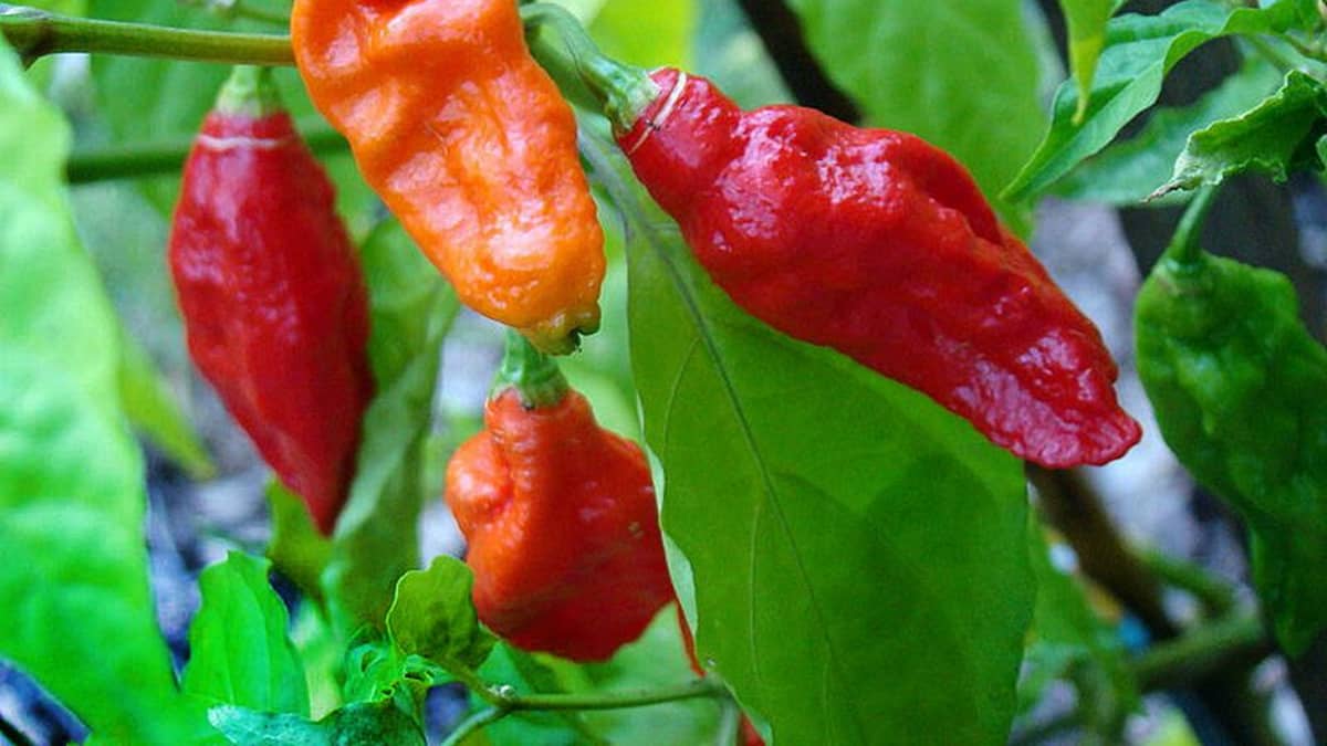 Kypsiä chilejä varressaan