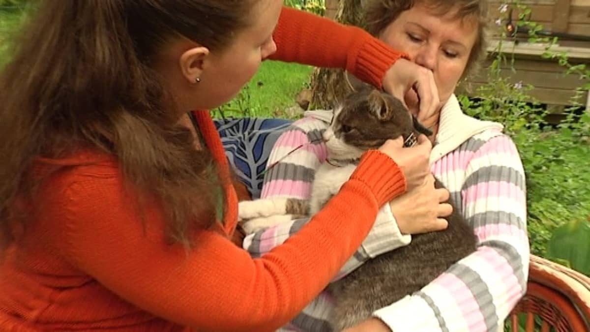 Nainen laittaa tutkapantaa kissalle.