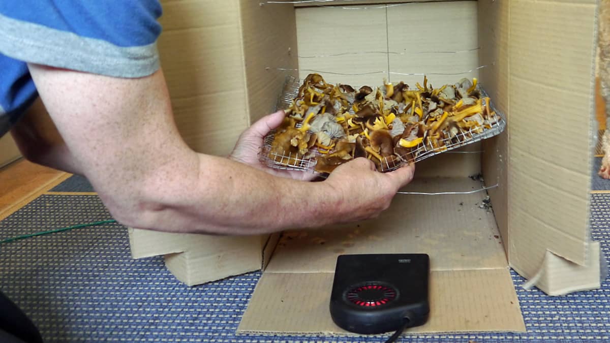 Sienet menossa kuivuriin.