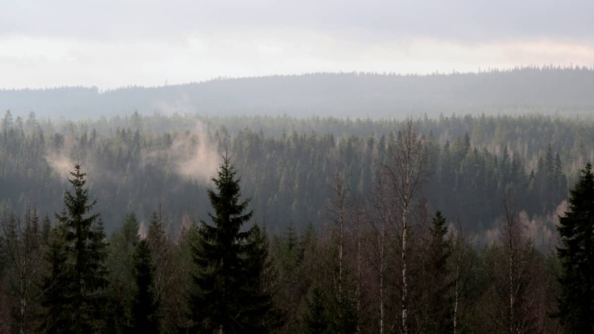 Metsätilojen kauppa kävi ennätystahtia | Yle Uutiset