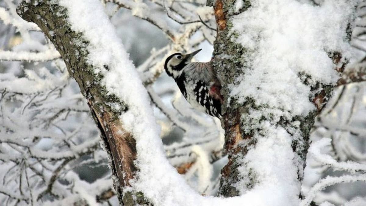 Valkoselkätikka Joensuussa.