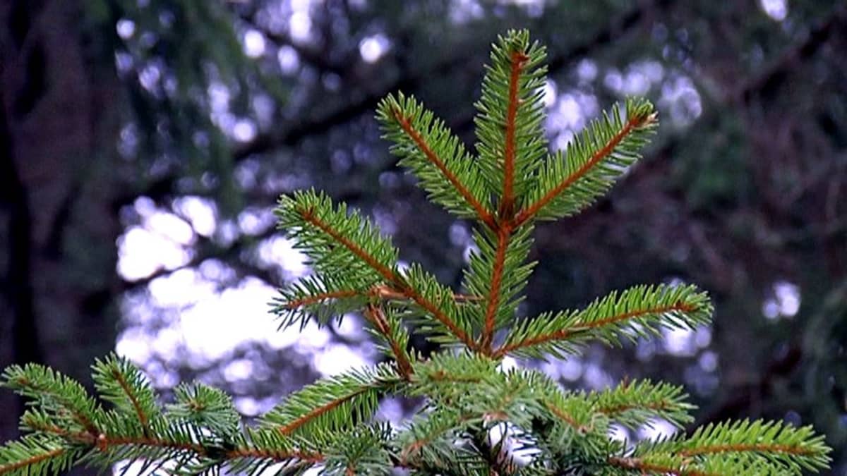 Nyt sijoitetaan metsään – ja maksetaan enemmän kuin pyydetään | Yle Uutiset