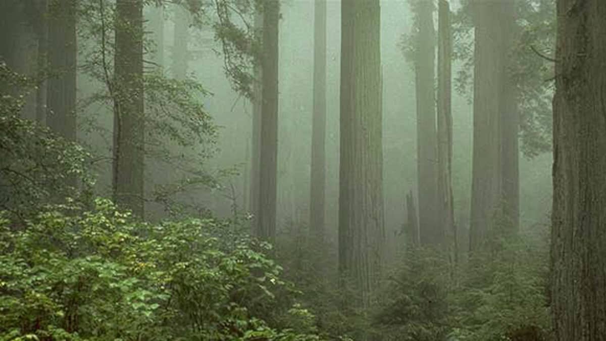 Punapuita Kalifornian Redwoodin kansallispuistossa.