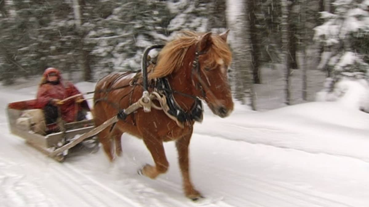 Uuras the horse pulls the old sleigh through winter wonderland. 