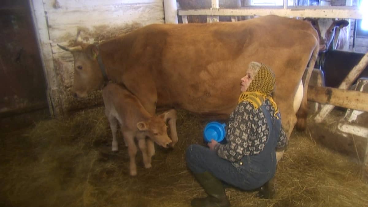 Kuralan lehmien armonaika käy vähiin - EHEC-puhdistukset jatkuvat | Yle  Uutiset