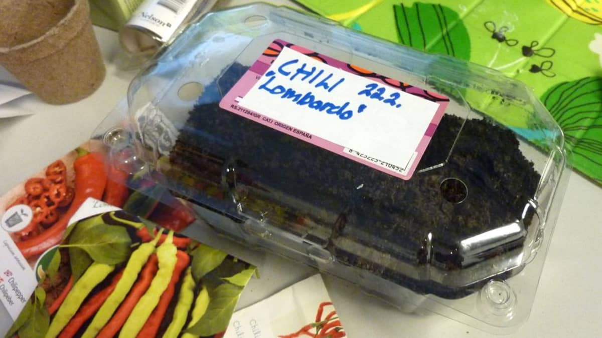 Chilin idättäminen muovilaatikossa