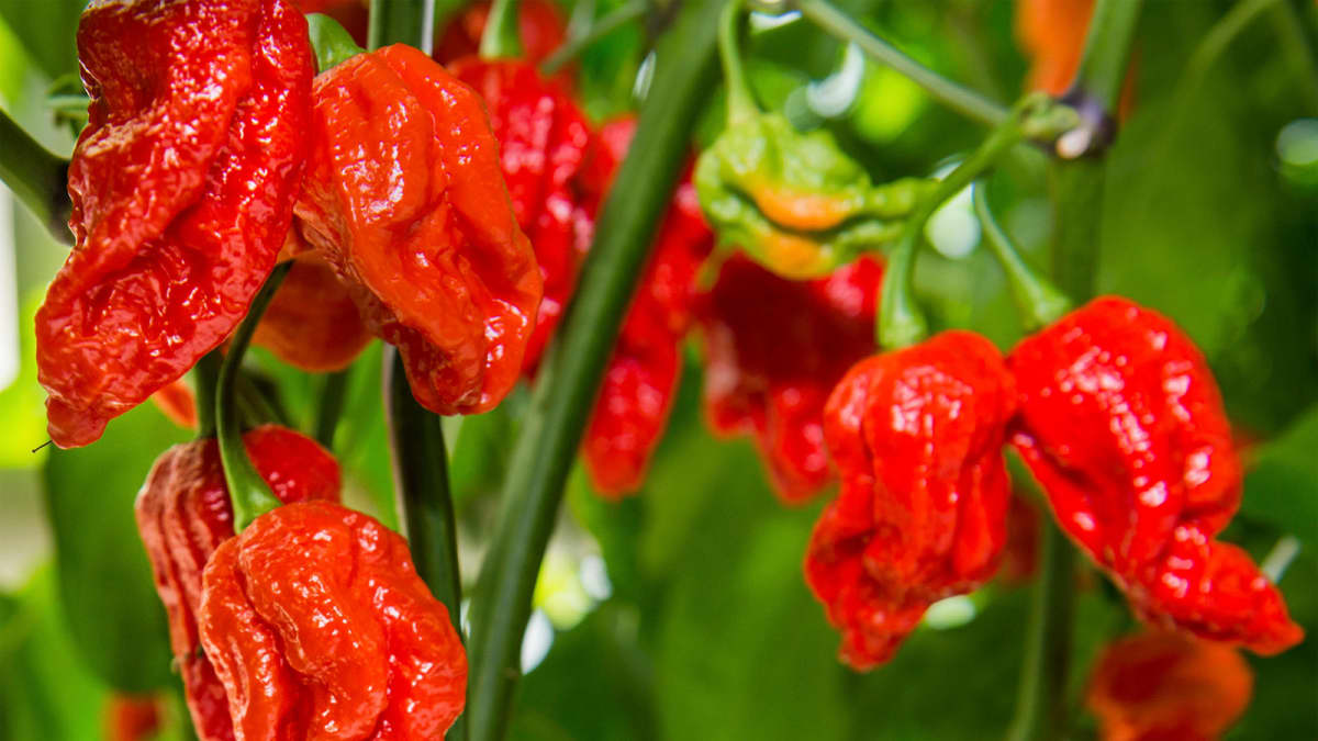 Jigsaw kilpailee maailman tulisimman chilin tittelistä.