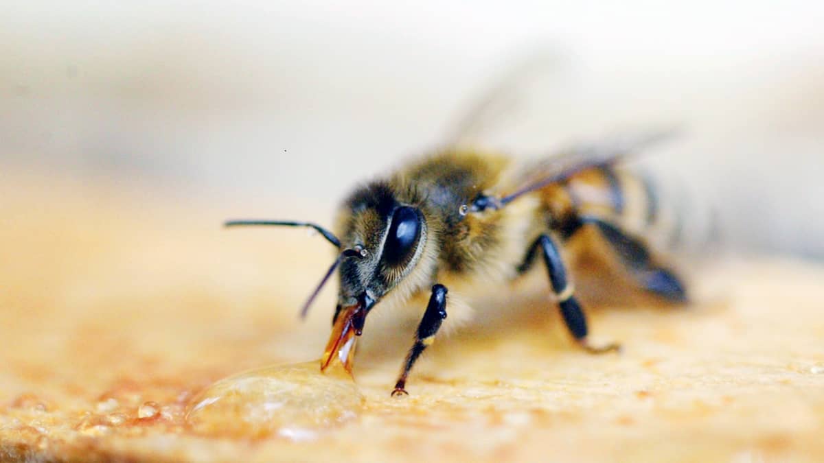 Mehiläinen. Mehiläistutkimukset aloitettiin Suomessa viime kesänä.