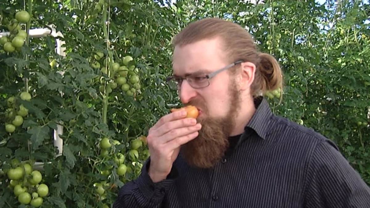 Tommi Perälä maistelee tomaatteja kasvihuoneessa