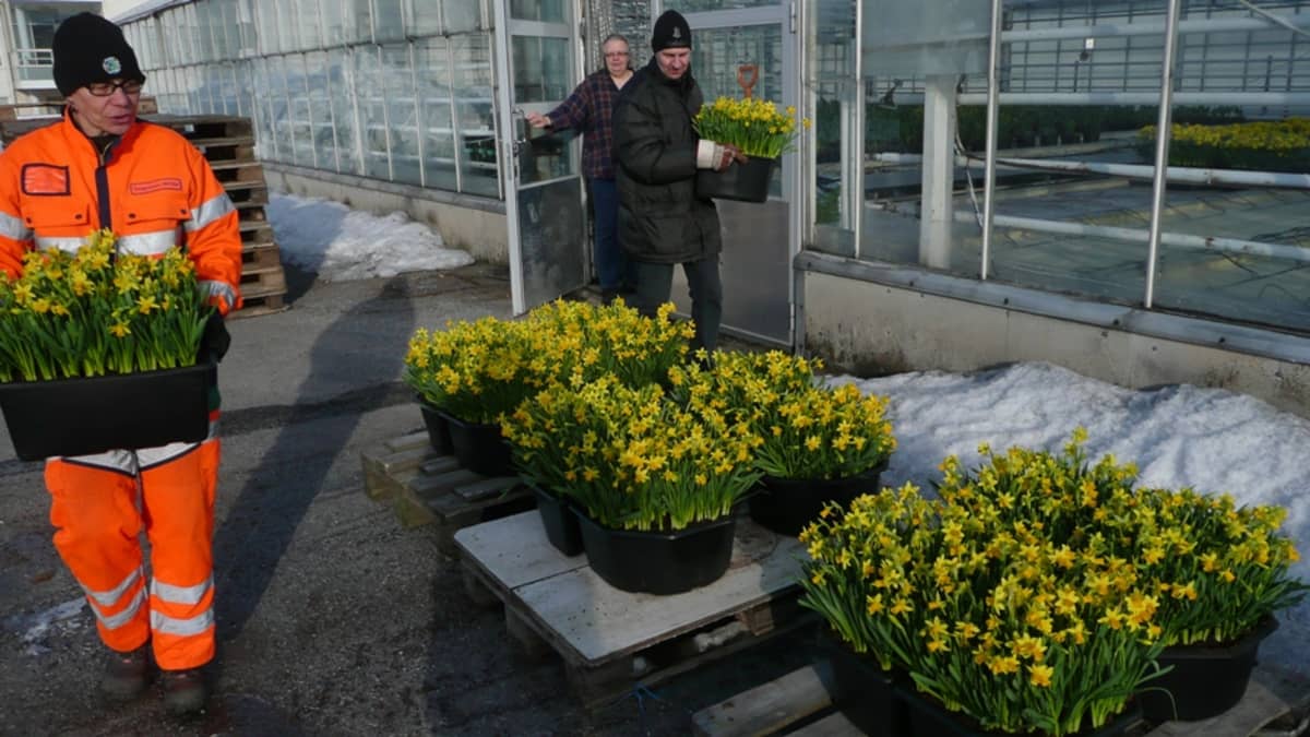 Narsissilaatikoita kannetaan ulos Tampereen kaupungin kasvihuoneelta